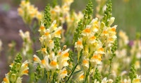 toadflax perennial