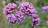 verbena perennials