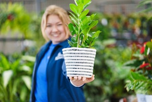 A ZZ plant in a fabric pot being held by a SummerWinds associate.