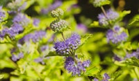 bluebeard blue mist shrub