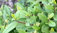 california coffeeberry shrub