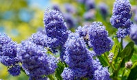 ceanothus wild lilac
