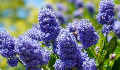 ceanothus wild lilac