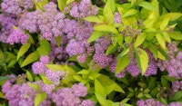 spirea shrub