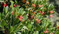 strawberry tree