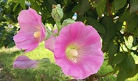 tree mallow