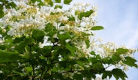 viburnum shrub