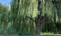 willow tree