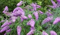 buddleia butterfly bush
