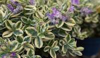 hebe shrub