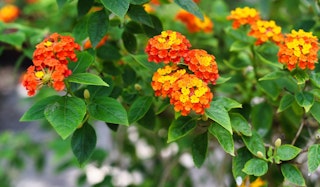 lantana shrub