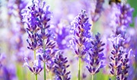 lavender shrub