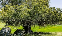 quercus agrifolia oak tree