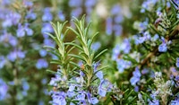 rosemary shrub