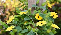black eyed susan vine
