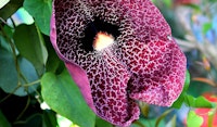 dutchmans pipe vine