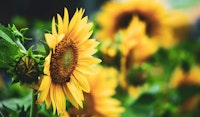 sunflower helianthus annual