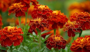 marigolds annuals