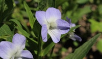 violet native annual