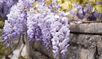 wisteria vine
