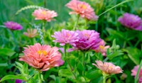 zinnia flowers annuals