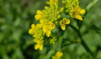 mustarde brassica annual