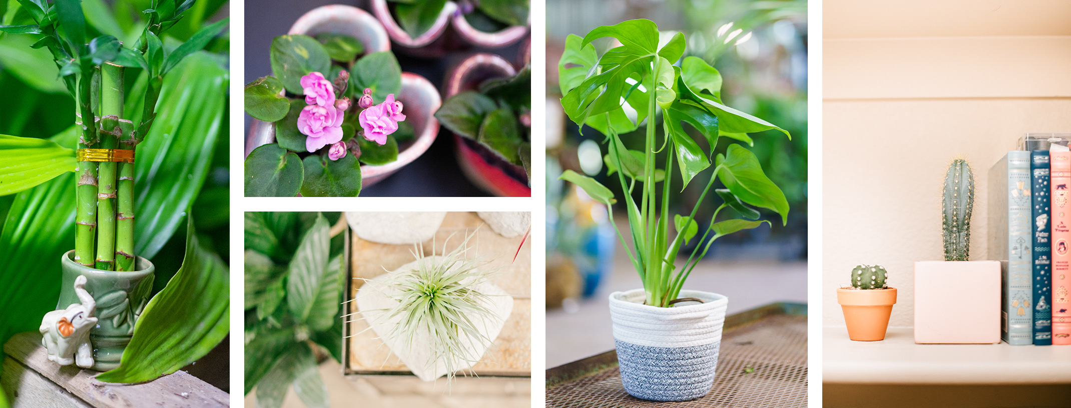 6 different houseplant pots and indoor plants.