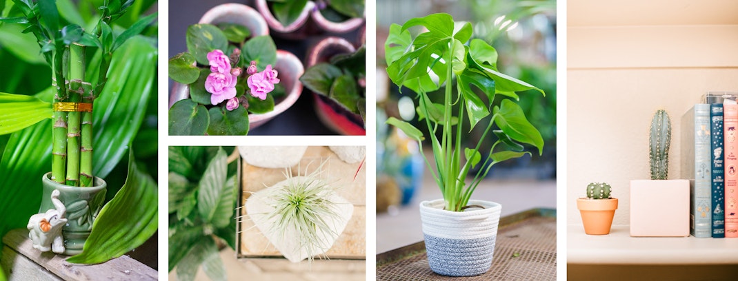 6 different houseplant pots and indoor plants.
