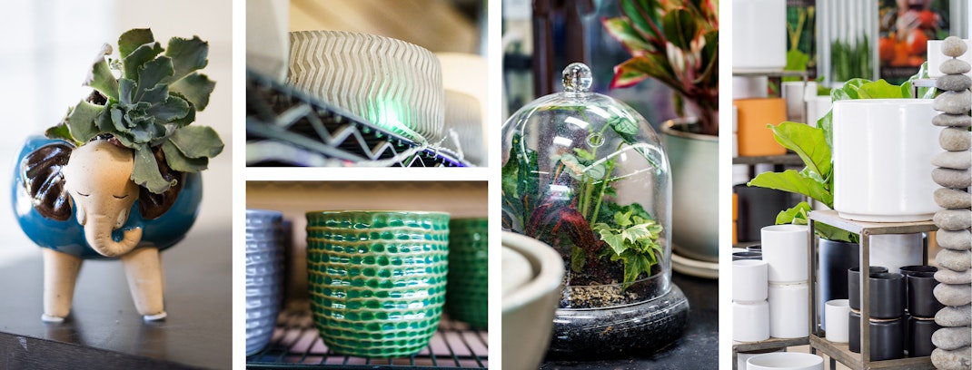6 different houseplant pots and a variety of houseplants.