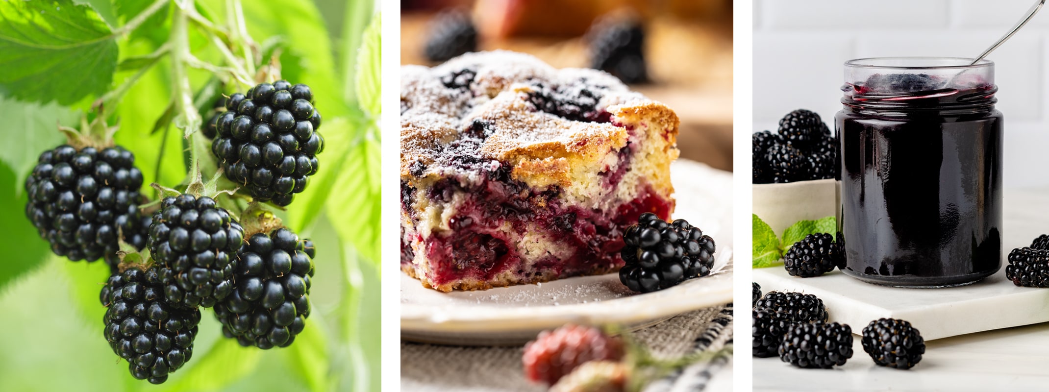 growing blackberries, desserts and jelly made with blackberries