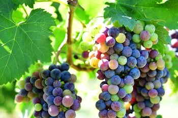 merlot grapes