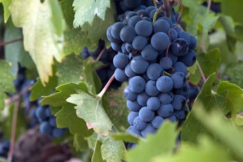 pinot noir grapes
