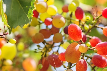 ruby seedless grapes