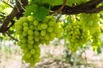 thompson seedless grapes