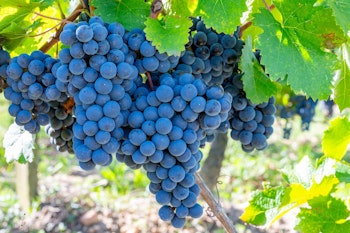 cabernet sauvignon grapes