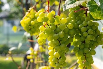 niagara grapes