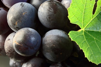 catawba grapes catawba grapes
