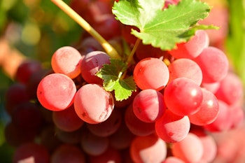 seedless flame grapes