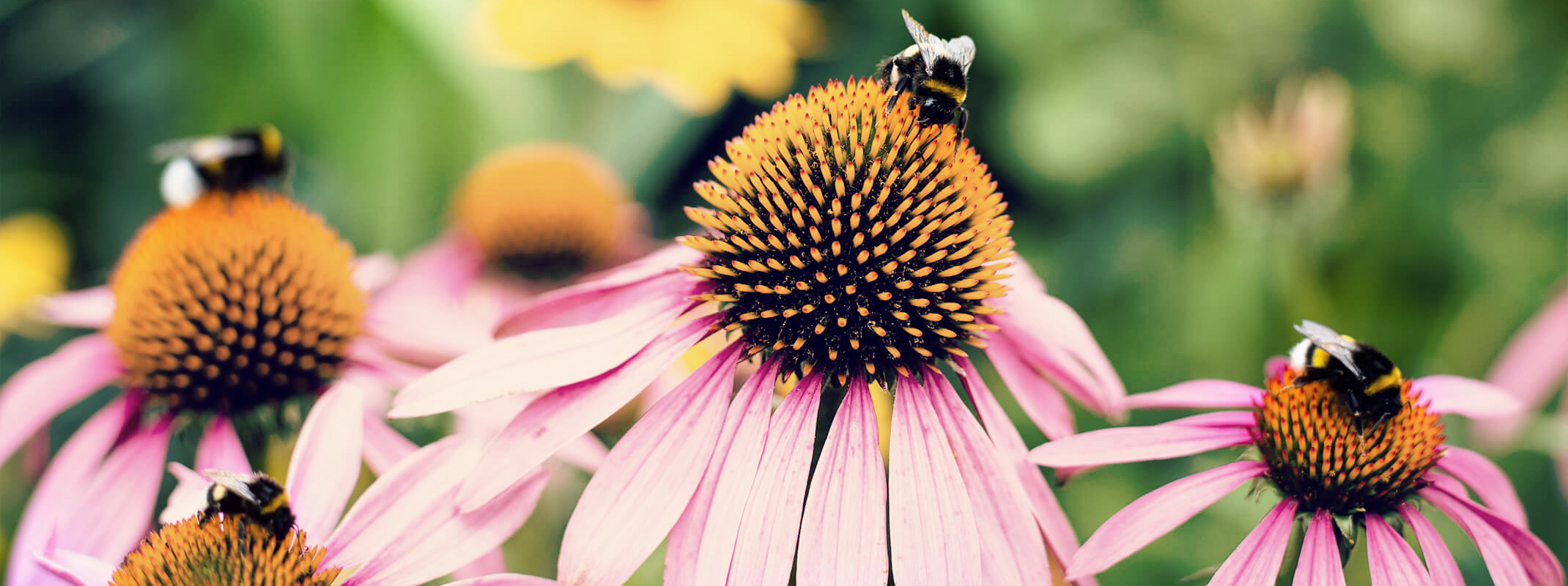 bees on echinacea or coneflowers