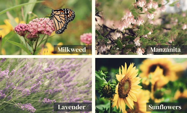 plants to attract bees, milkweed, manzanita, lavender and sunflowers