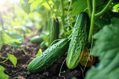 cucumbers growing on vine