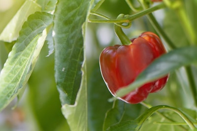 red pepper growing on plant