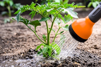 watering tomato plant with orange water wand