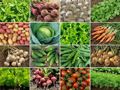 an assortment of vegetables shown in multiple rows and columns
