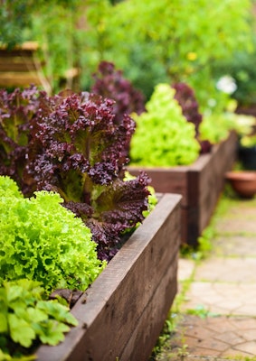 raised garden bed lettuces