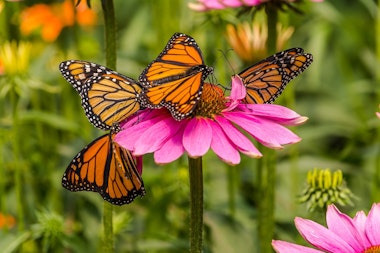 monarch butterflies on echinacea
