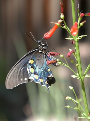 pipevine swallowtail butterfly feeding from flower
