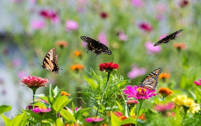 butterflies flying around and sitting on flowers