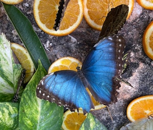 blue butterfly feeding off orange slices