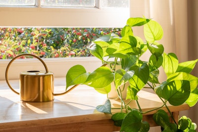 potted golden pothos houseplant in sunny window